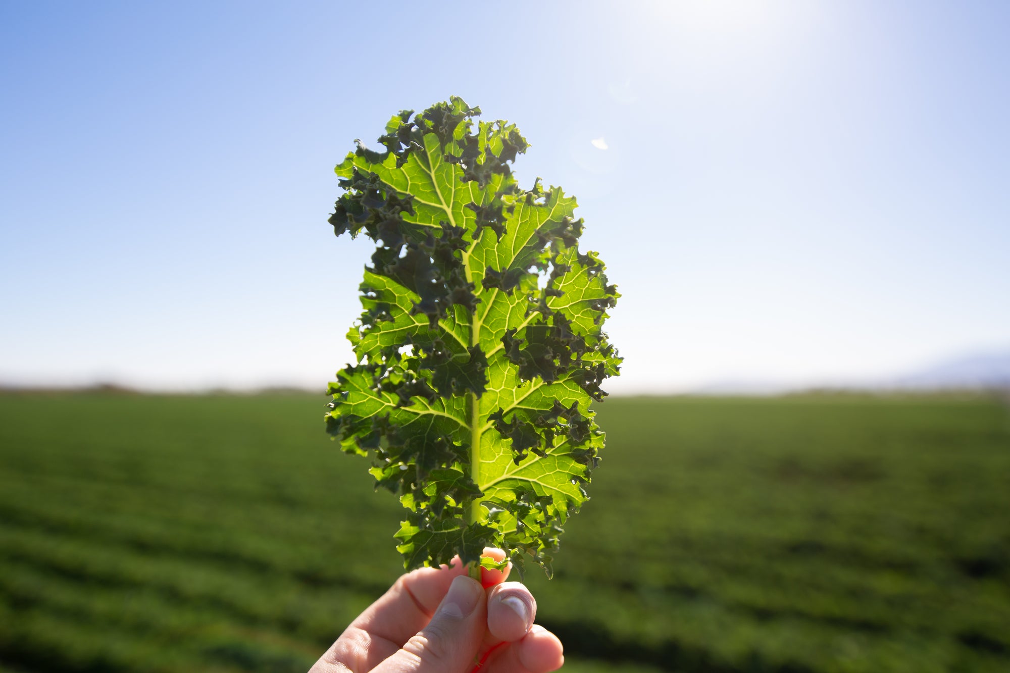How to Grow Kale: The Complete Guide